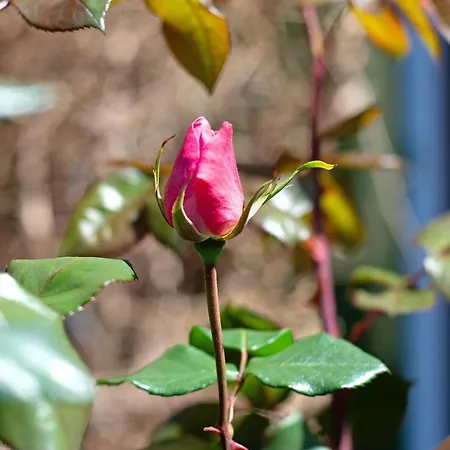 Delle Rose Bonassola